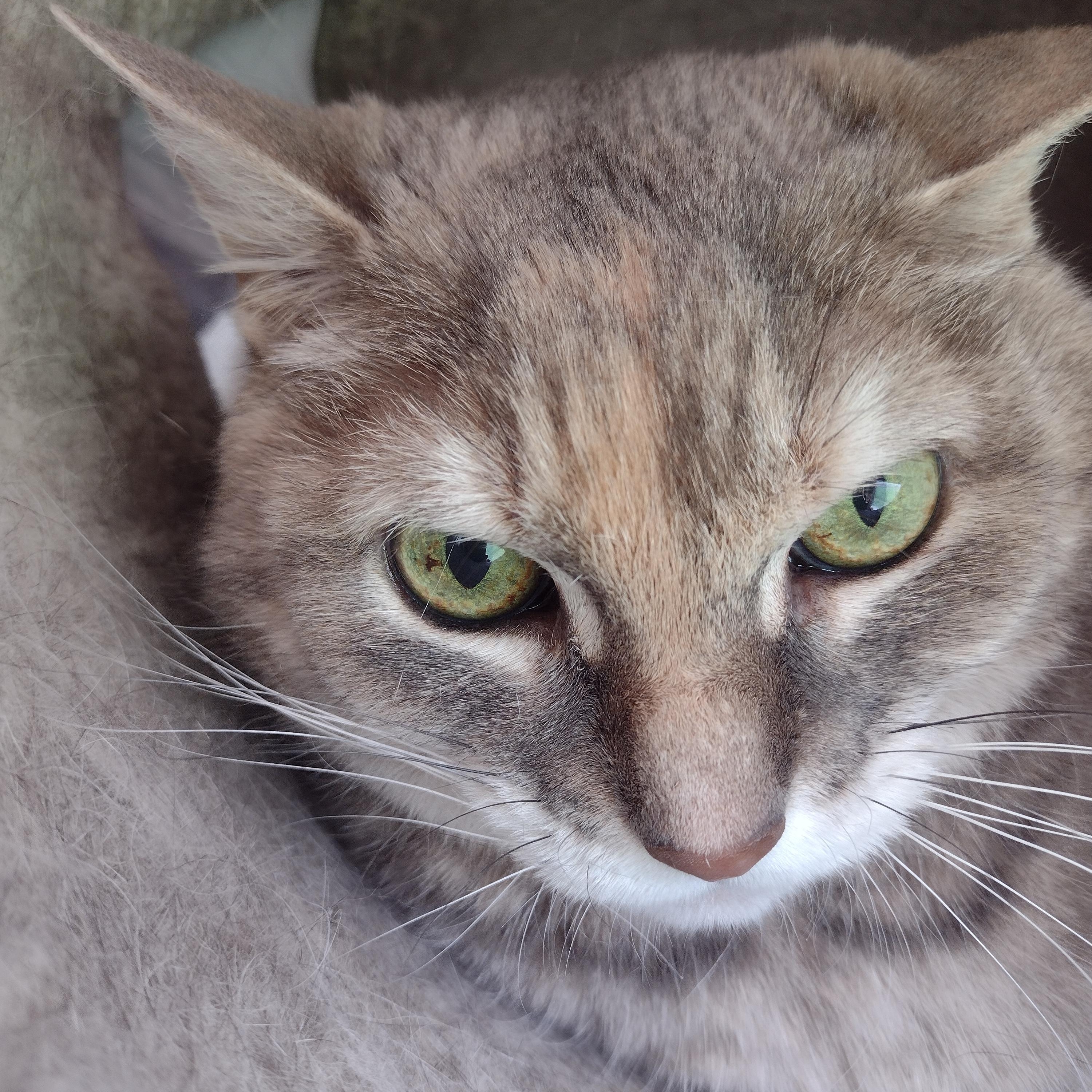Enlarge Erma - Bonded w/Max, a ADOPTABLE Domestic Short Hair in Rockford, MI image 1/2