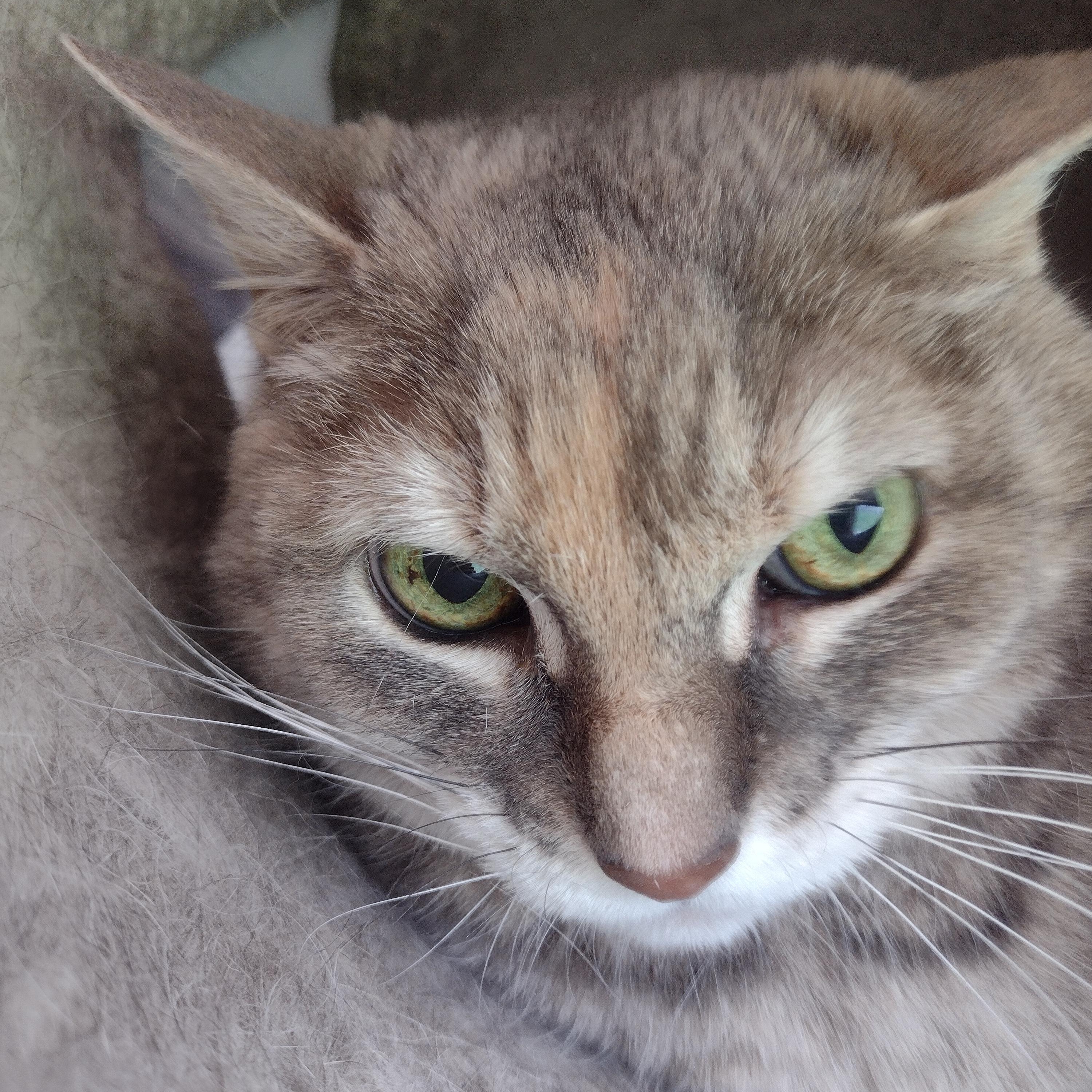 Enlarge Erma - Bonded w/Max, a ADOPTABLE Domestic Short Hair in Rockford, MI image 2/2