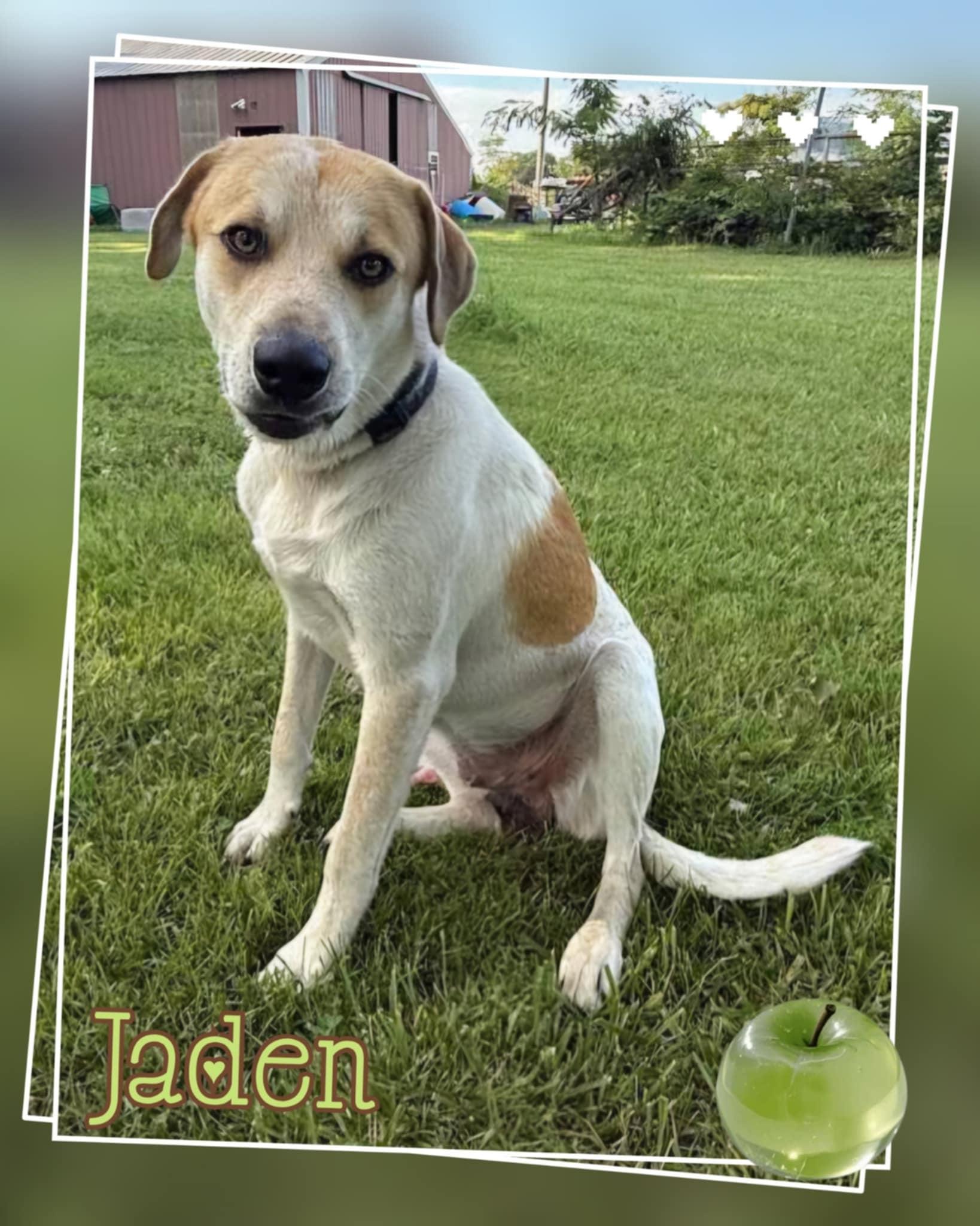 Enlarge Jaden, a ADOPTABLE mixed breed in Grove, OK image 1/5