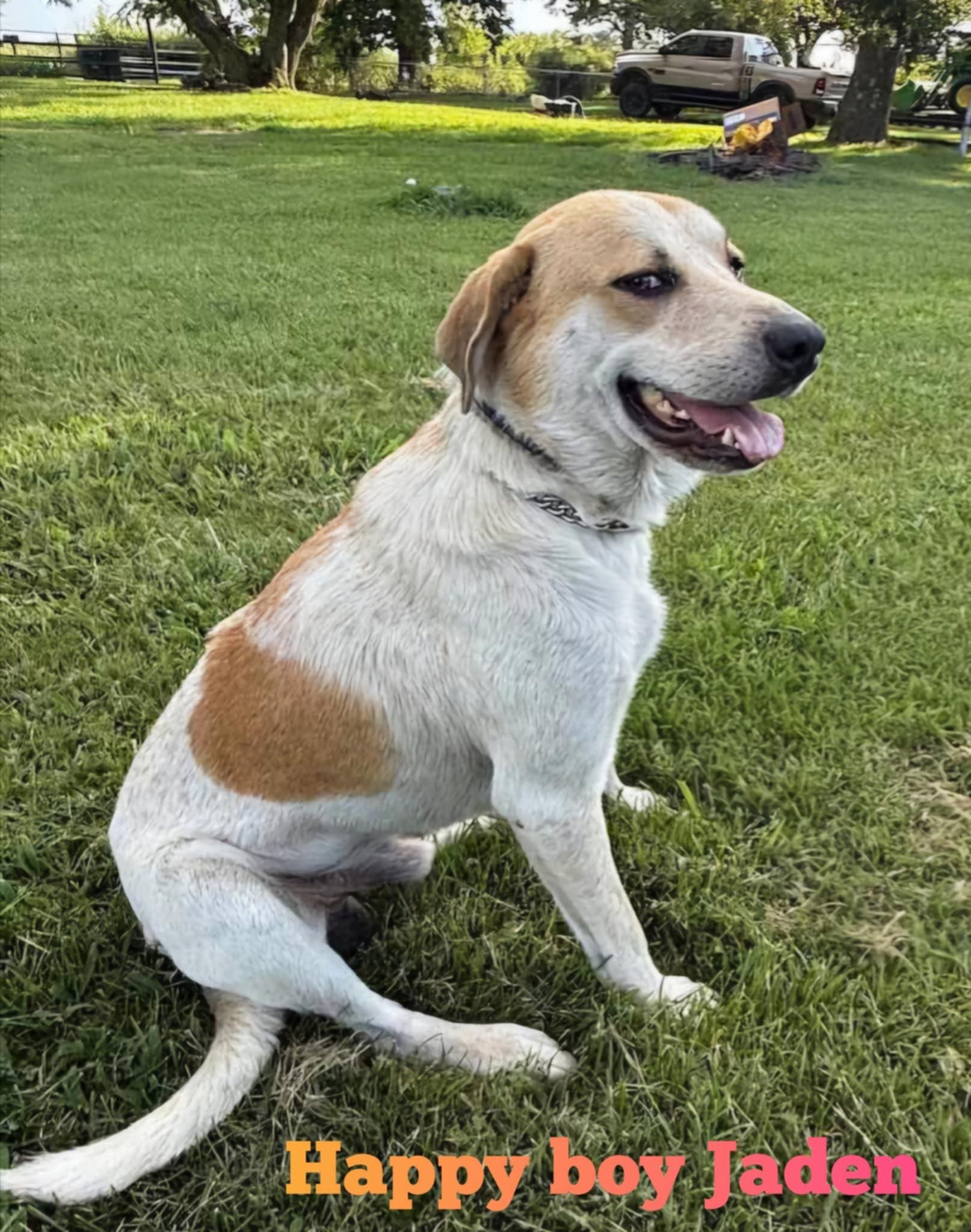 Enlarge Jaden, a ADOPTABLE mixed breed in Grove, OK image 2/5