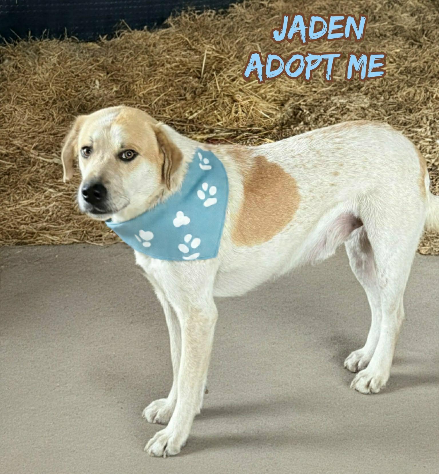 Enlarge Jaden, a ADOPTABLE mixed breed in Grove, OK image 3/5