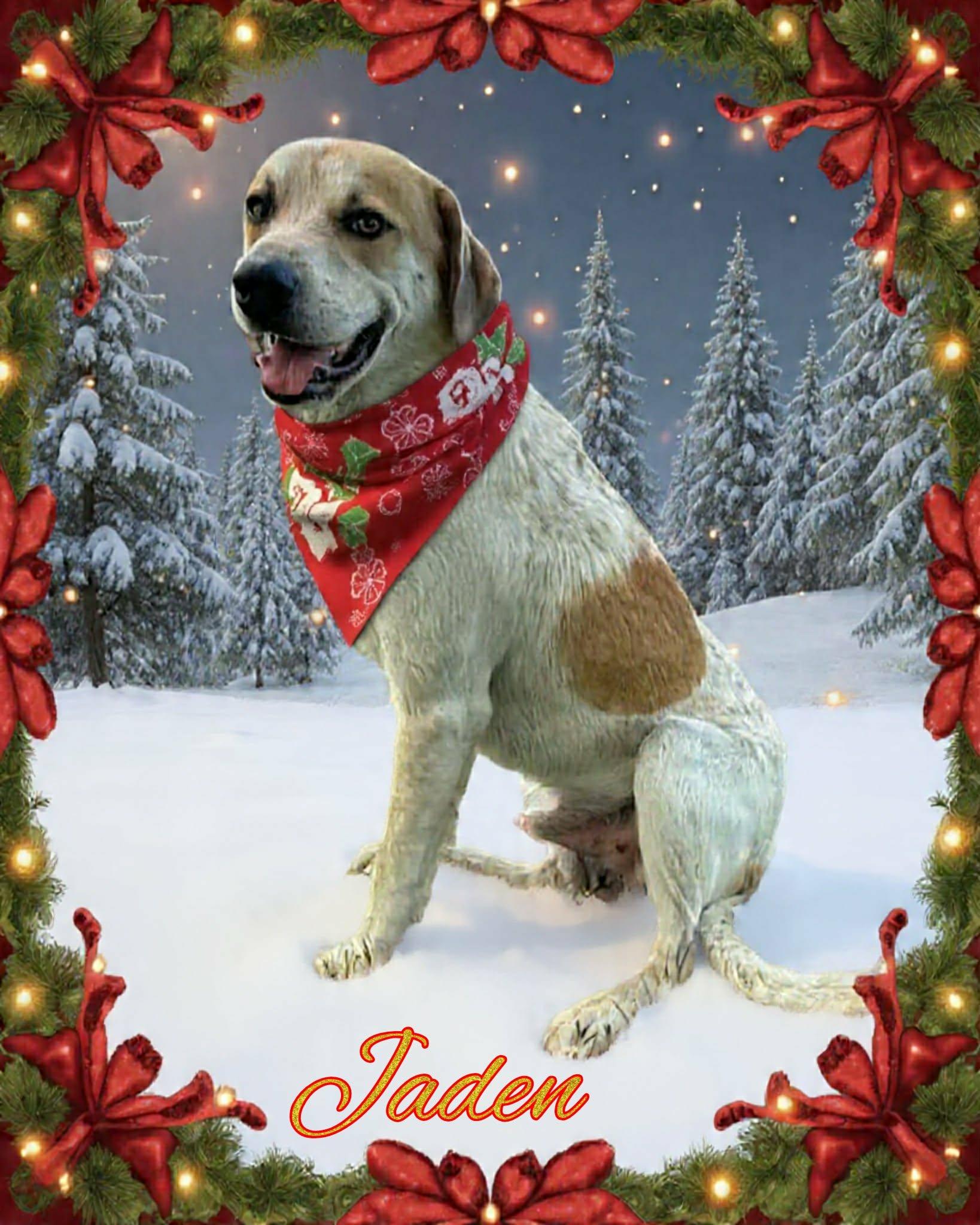 Enlarge Jaden, a ADOPTABLE mixed breed in Grove, OK image 4/5