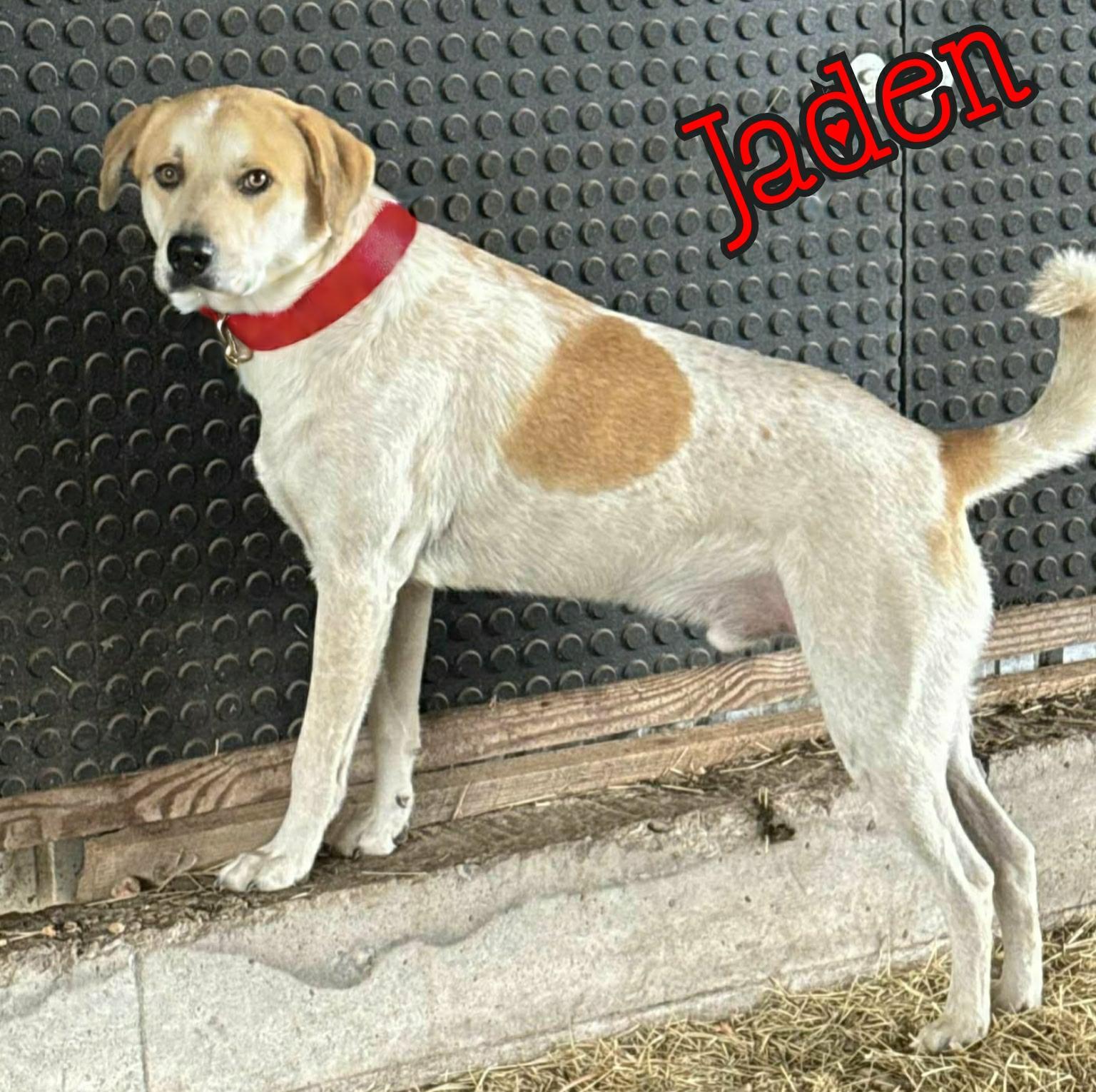 Enlarge Jaden, a ADOPTABLE mixed breed in Grove, OK image 5/5
