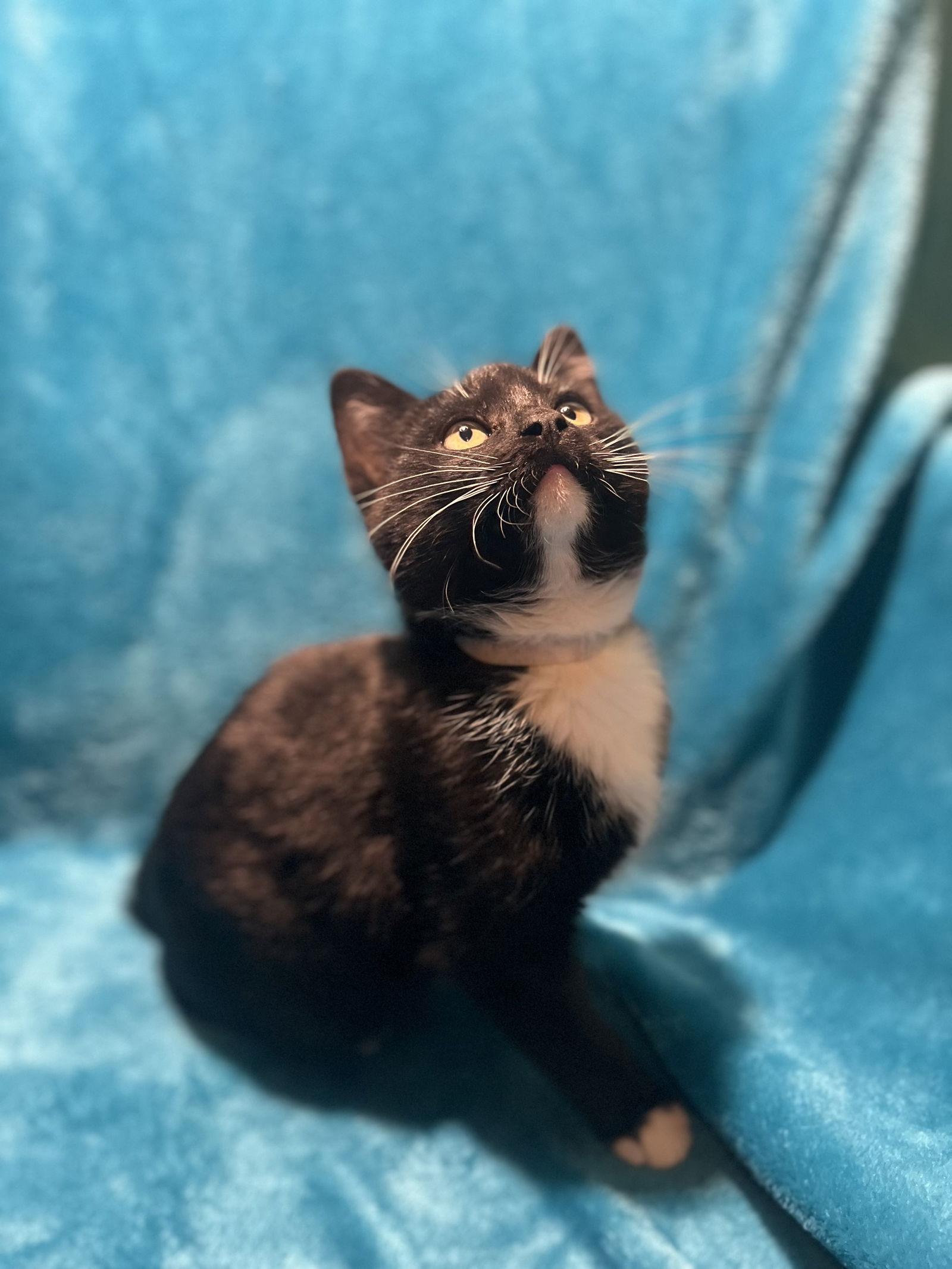 Enlarge Freddie, a Adoptable mixed breed in Cookeville, TN image 1/3