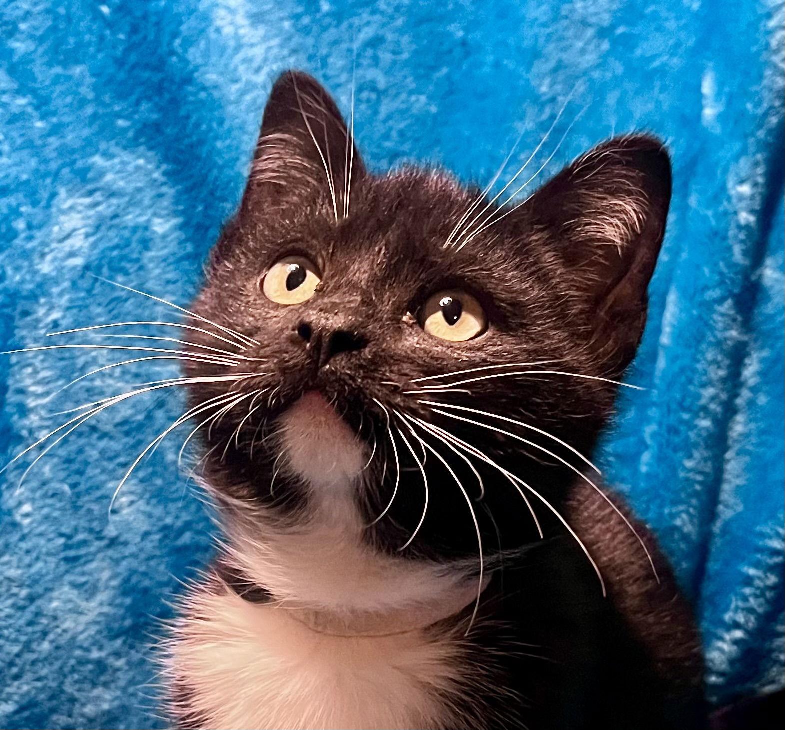 Enlarge Freddie, a Adoptable mixed breed in Cookeville, TN image 2/3