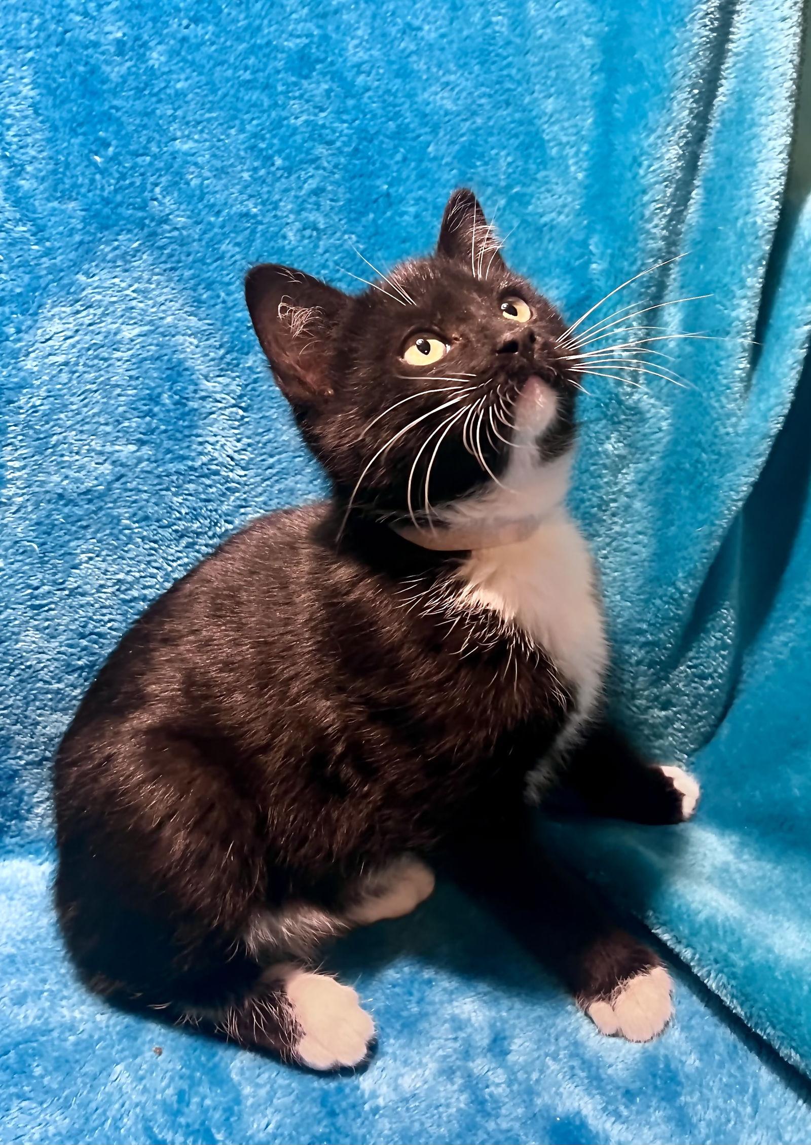 Enlarge Freddie, a Adoptable mixed breed in Cookeville, TN image 3/3