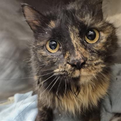 Enlarge FIFI, a Adoptable Domestic Medium Hair in Hagerstown, MD image 1/1