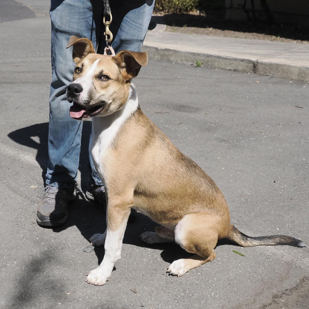 BAM BAM, Adoptable, Adult Male Pit Bull Terrier & Mixed Breed.