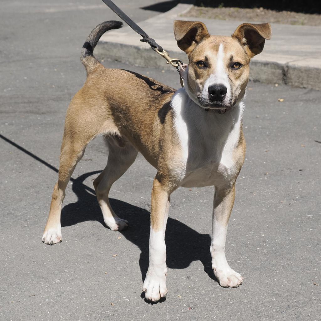Enlarge BAM BAM, a Adoptable mixed breed in Point Richmond, CA image 2/6