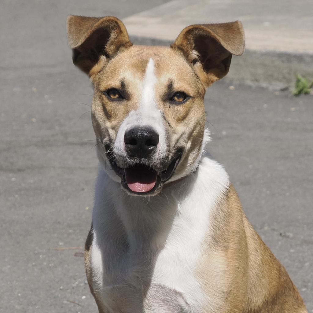 Enlarge BAM BAM, a Adoptable mixed breed in Point Richmond, CA image 3/6