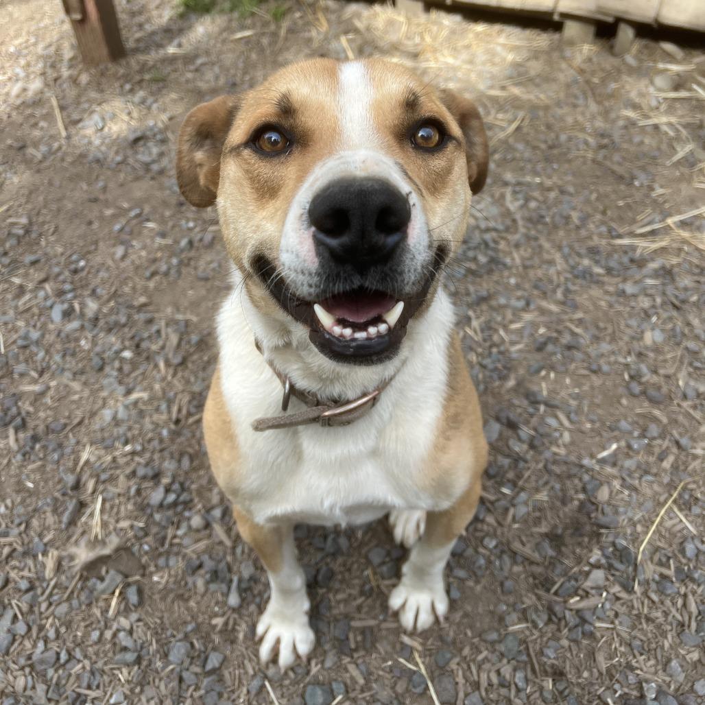 Enlarge BAM BAM, a Adoptable mixed breed in Point Richmond, CA image 4/6