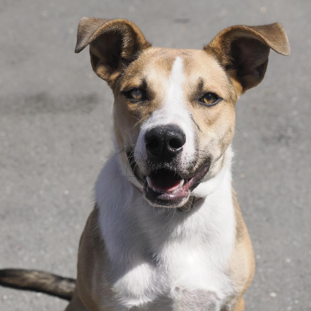 Enlarge BAM BAM, a Adoptable mixed breed in Point Richmond, CA image 5/6