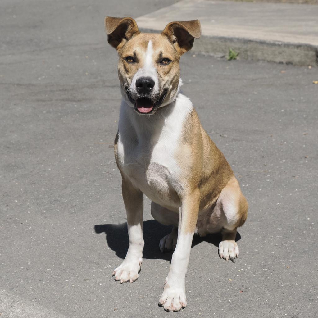 Enlarge BAM BAM, a Adoptable mixed breed in Point Richmond, CA image 6/6
