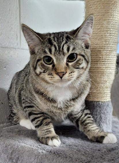 5878 Ace, Adoptable, Adult Male Domestic Short Hair & Tabby.
