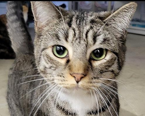 Enlarge 5878 Ace, a Adoptable mixed breed in Hartwell, GA image 2/3