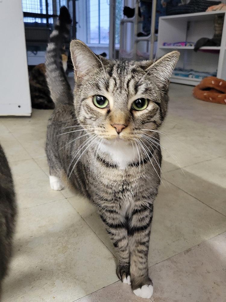 Enlarge 5878 Ace, a Adoptable mixed breed in Hartwell, GA image 3/3