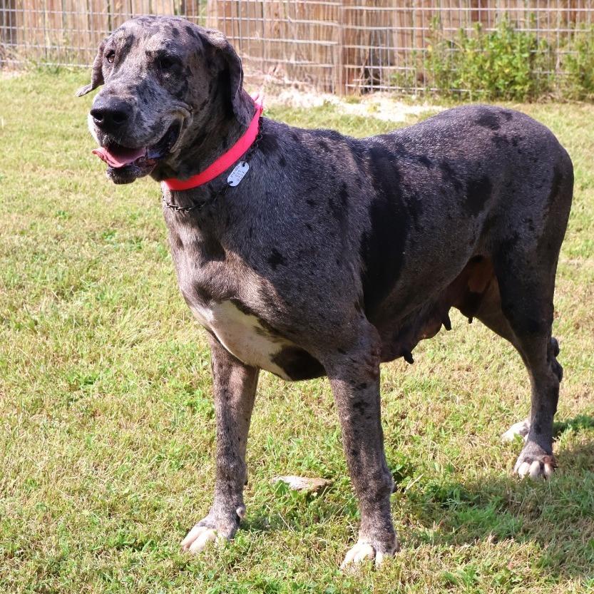 Miracle, Adoptable, Adult Female Great Dane.