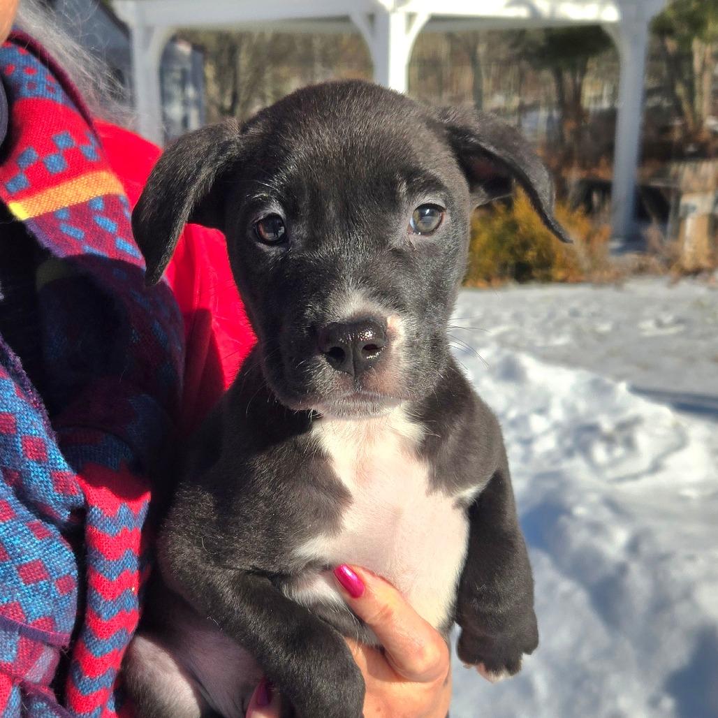 Enlarge CT Bud, a Adoptable mixed breed in Stormville, NY image 3/3