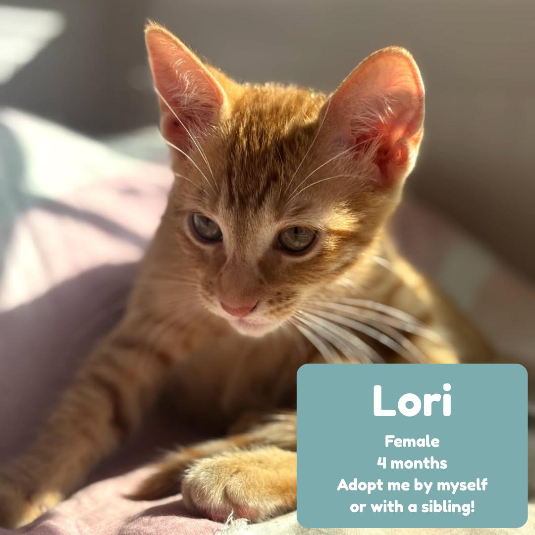 Enlarge Lori, an adopted Tabby in Huntington Beach, CA image 1/1