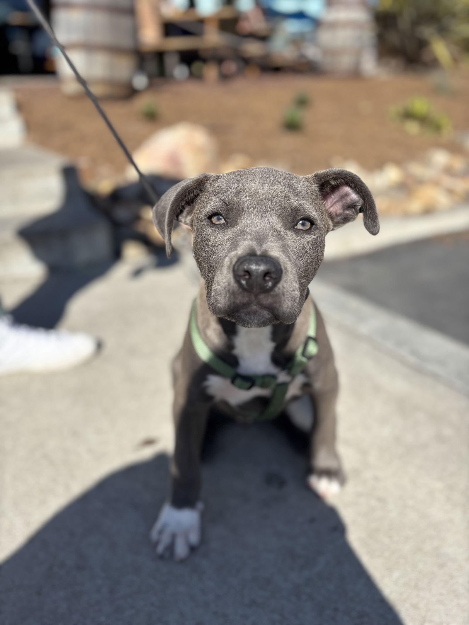 Maverick, Adopted, Puppy Male Pit Bull Terrier.