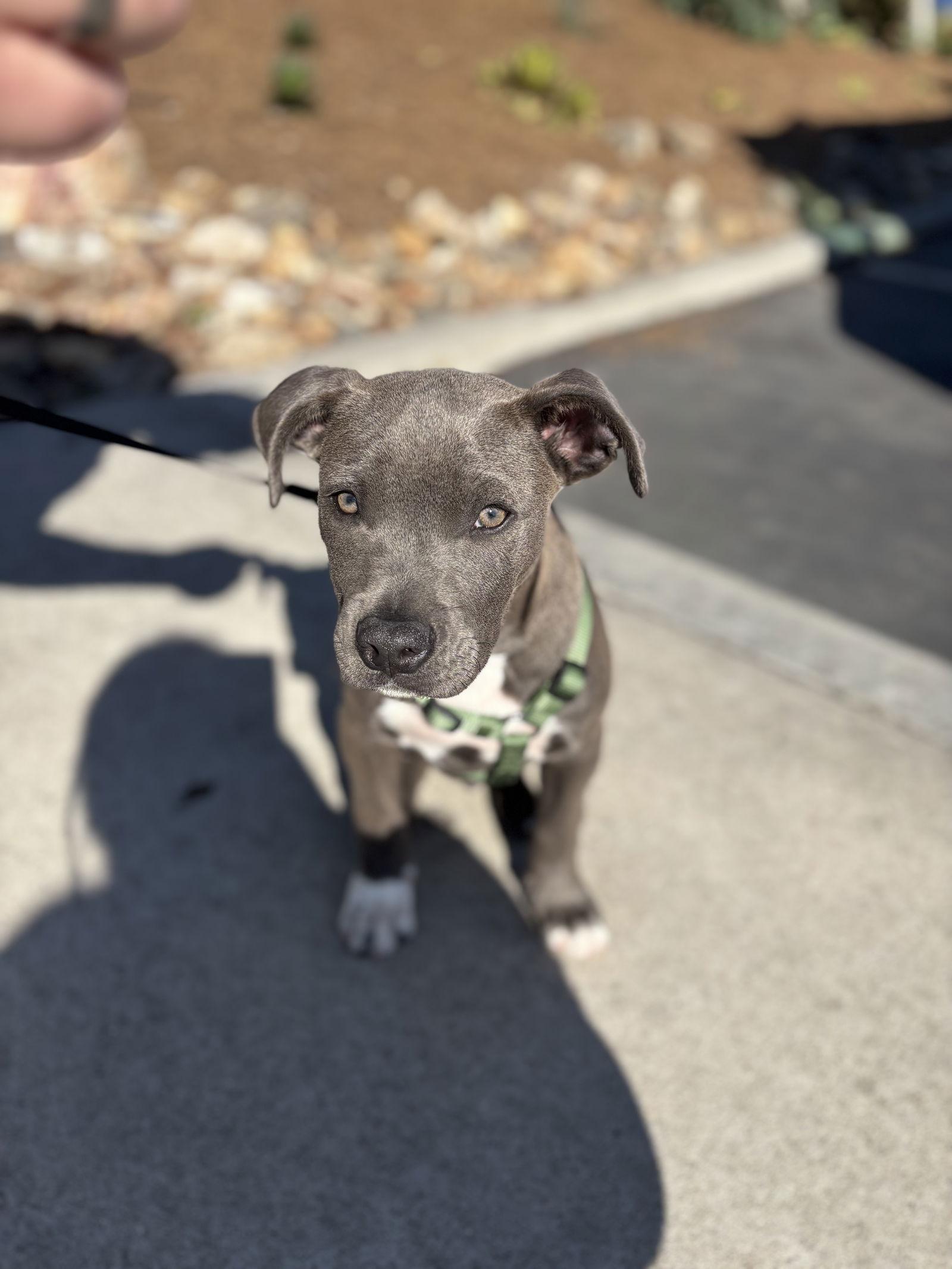 Maverick, a Adopted Pit Bull Terrier in San Diego, CA image 2/3