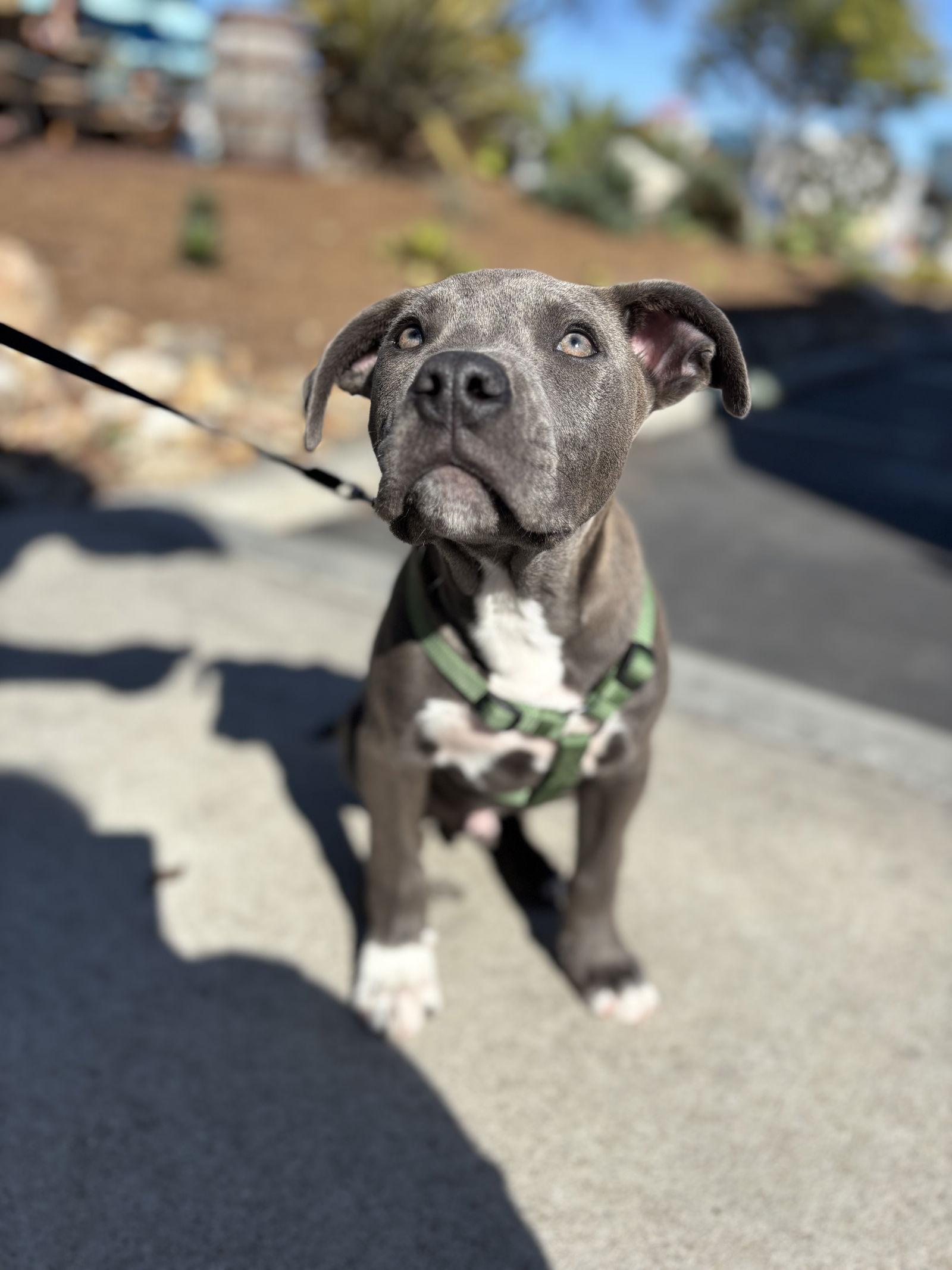 Maverick, a Adopted Pit Bull Terrier in San Diego, CA image 3/3