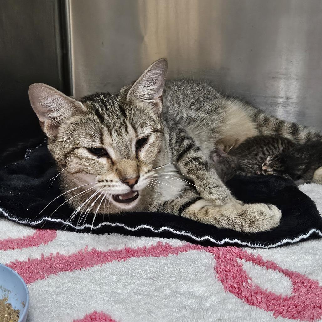 Smores, Adoptable, Adult Female Domestic Short Hair.