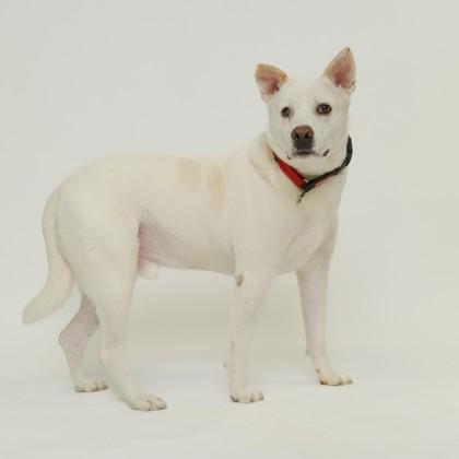 Tate, a Adoptable mixed breed in Dallas, TX image 2/4