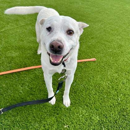 Tate, a Adoptable mixed breed in Dallas, TX image 3/6