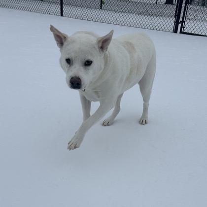 Tate, a Adoptable mixed breed in Dallas, TX image 6/6