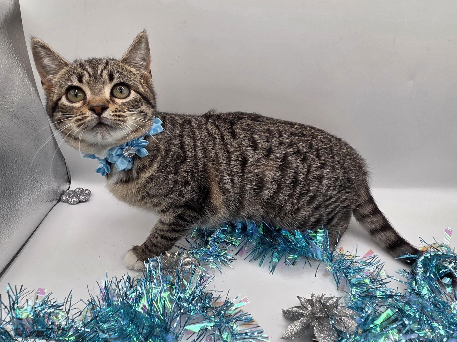 Kristen, Adopted, Kitten Female Domestic Short Hair & Tabby.