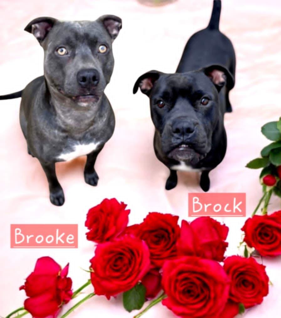 Brooke (bonded pair)