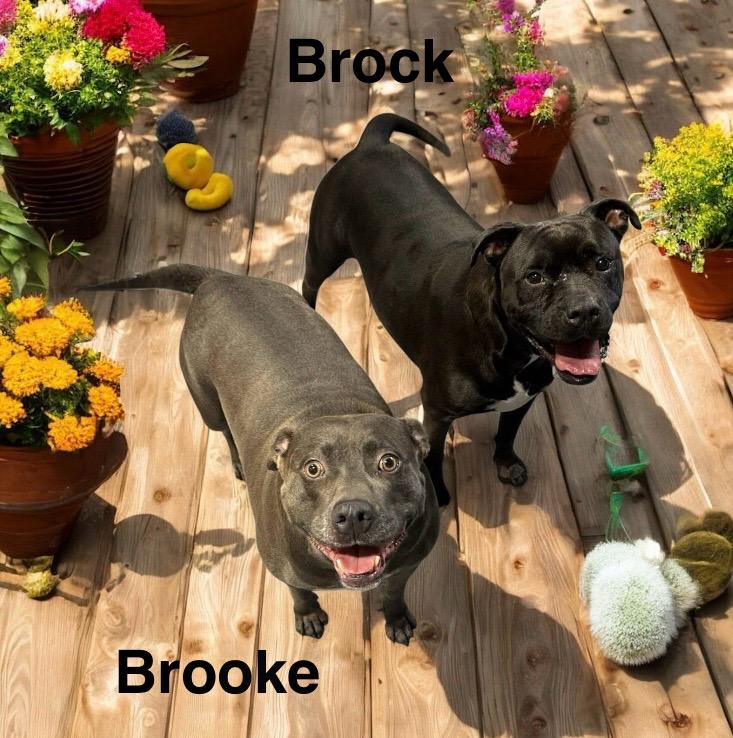 Brooke (bonded pair), Adoptable, Adult Female American Bulldog.