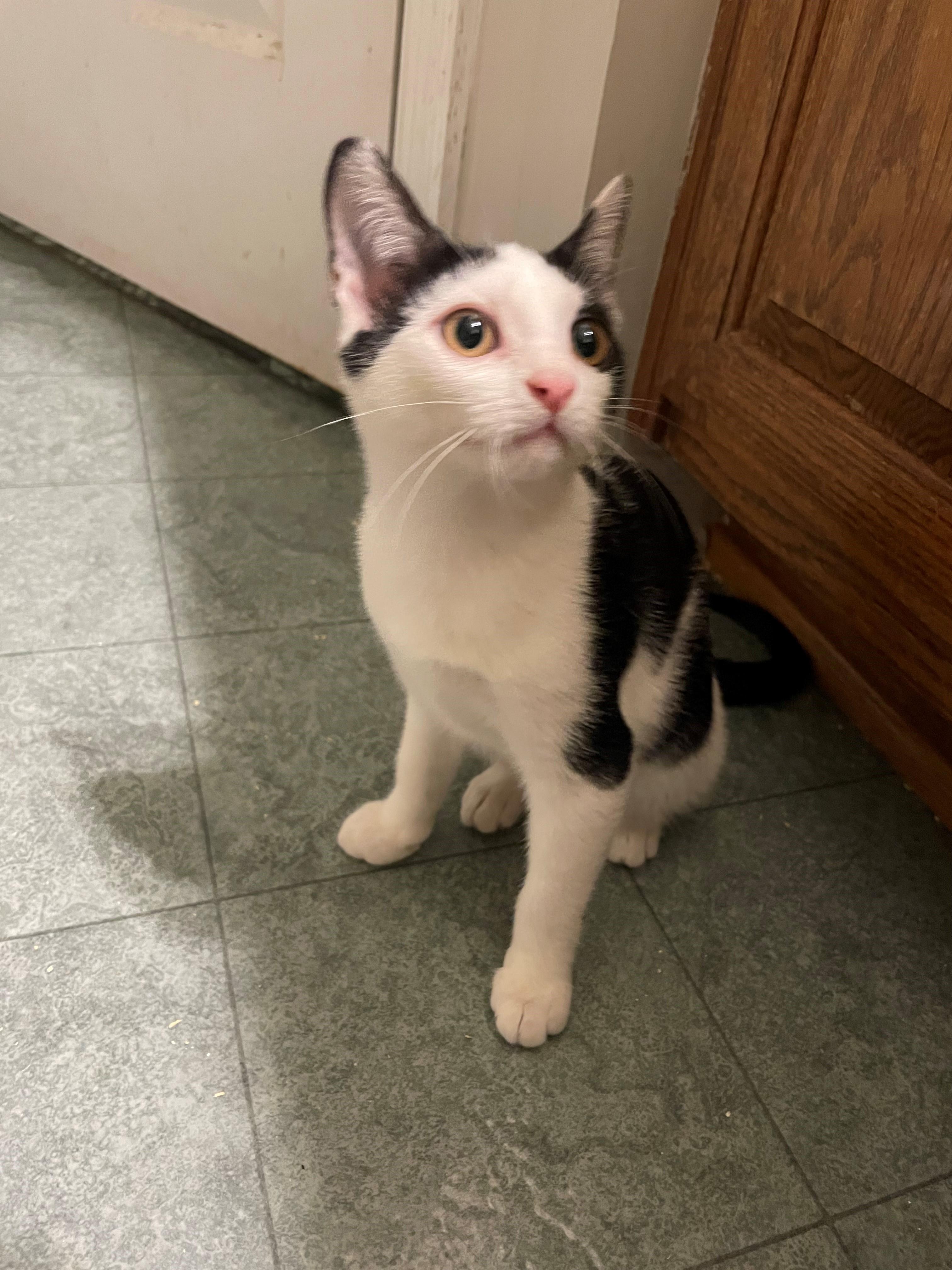 Joan, Adoptable, Young Female Domestic Short Hair.