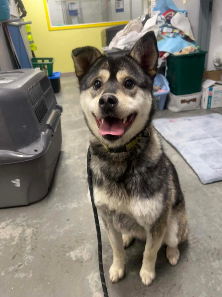 Buttercup, Adoptable, Adult Female Husky.