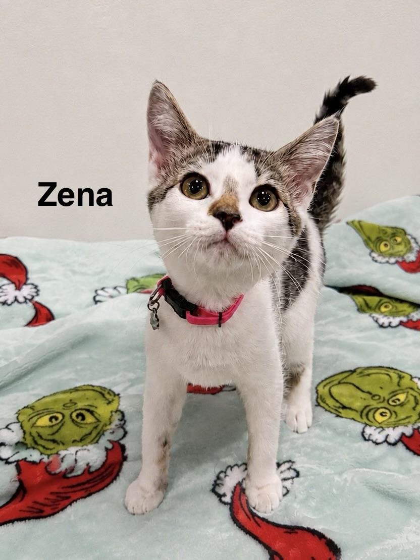 Enlarge Zena, a ADOPTABLE Tabby in Oakley, CA image 1/1