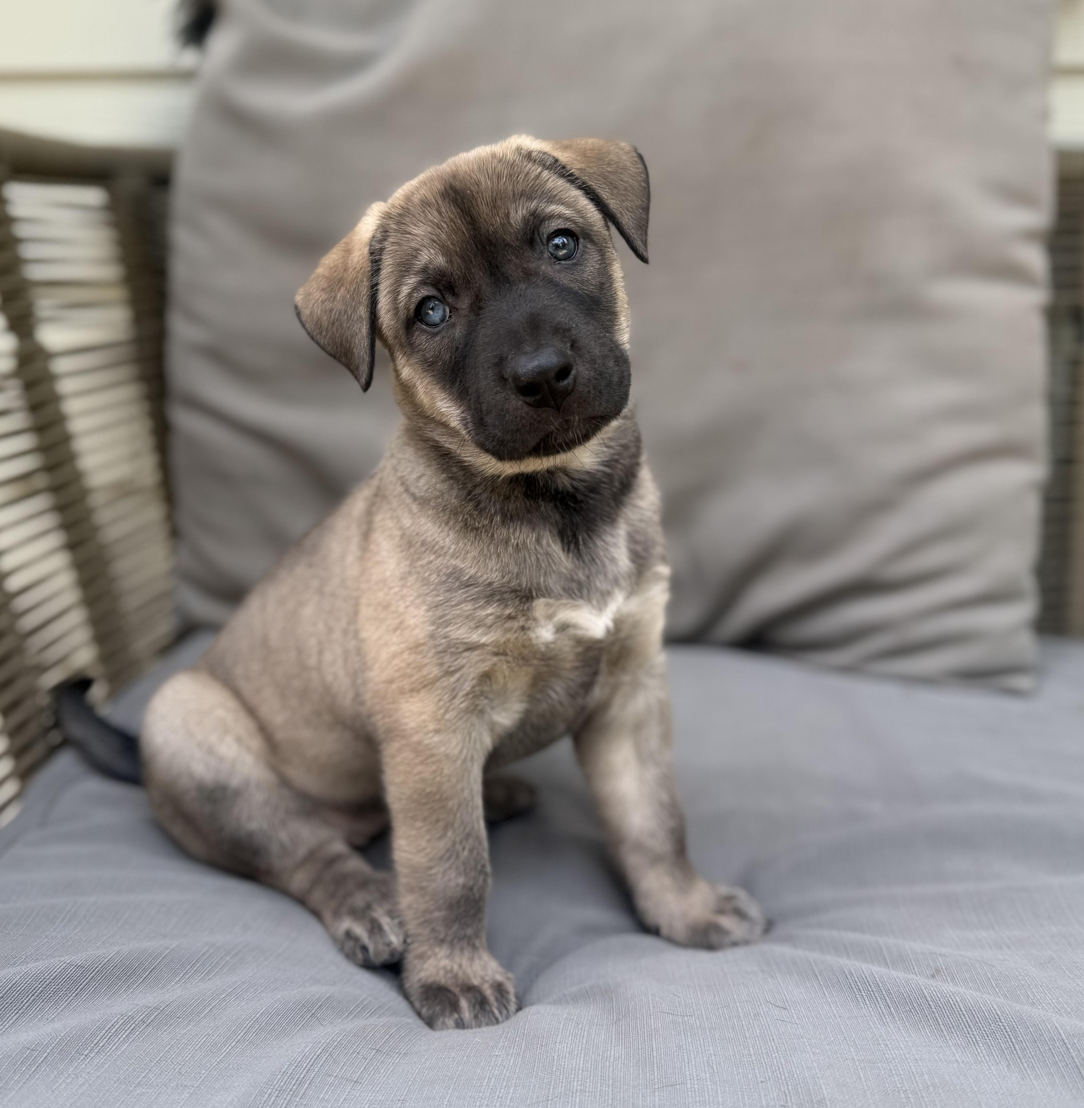Izabel, ADOPTABLE, Puppy Female Labrador Retriever & Husky.