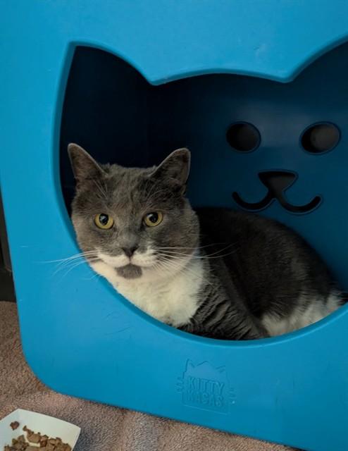 Enlarge SAMANTHA, a Adoptable Domestic Short Hair in Leesburg, VA image 1/1