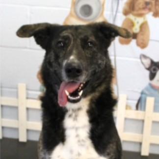Maverick-beautiful Australian Shepherd and Lab mix