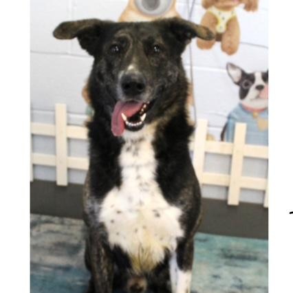 Maverick-beautiful Australian Shepherd and Lab mix, a Adoptable Australian Shepherd in Virginia Beach, VA image 3/3
