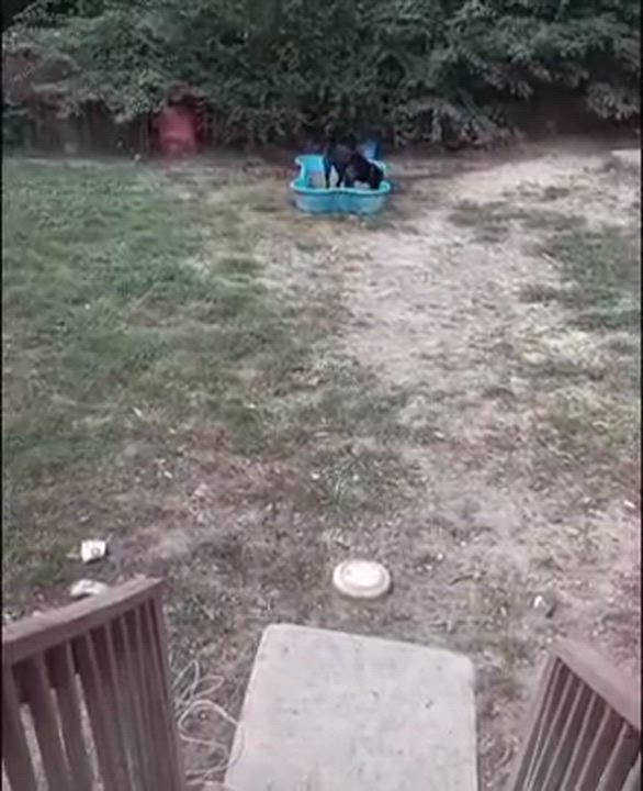 Enlarge Maverick-beautiful Australian Shepherd and Lab mix, a Adoptable Australian Shepherd in Virginia Beach, VA video 2/3