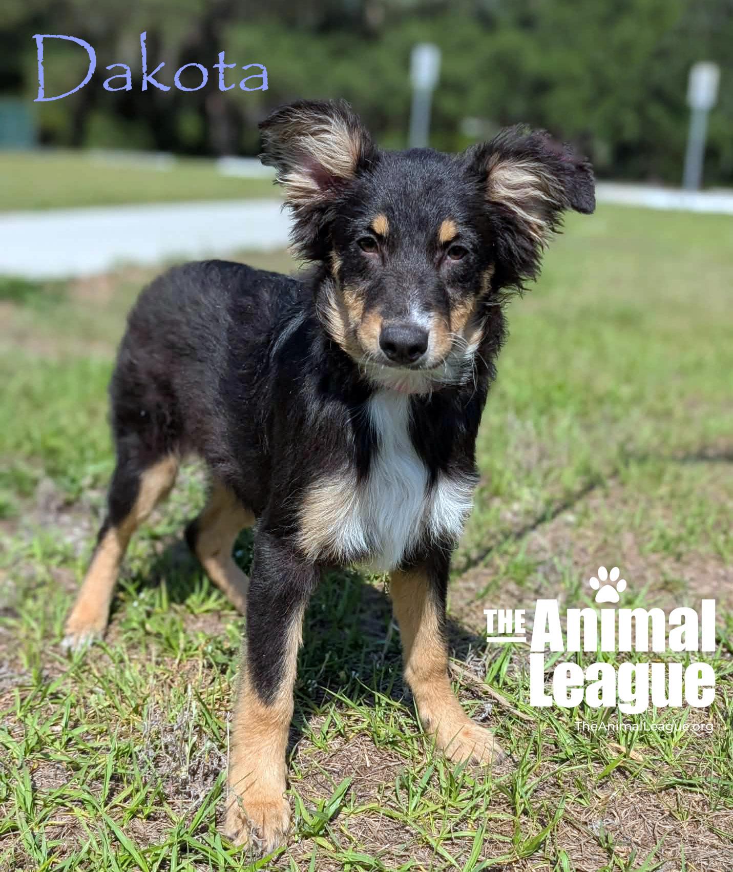 Dakota, ADOPTABLE, Puppy Female Australian Shepherd.