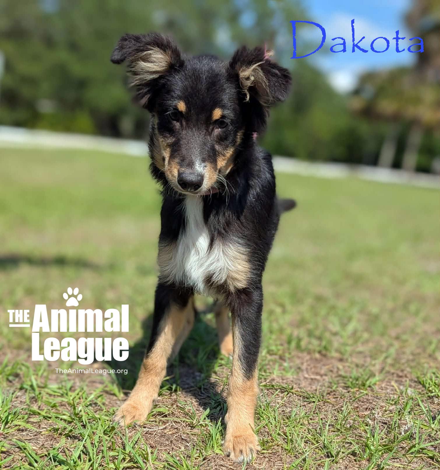 Enlarge Dakota, a ADOPTABLE mixed breed in Groveland, FL image 2/2