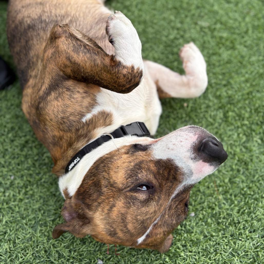 Tux, Adoptable, Adult Male Pit Bull Terrier.