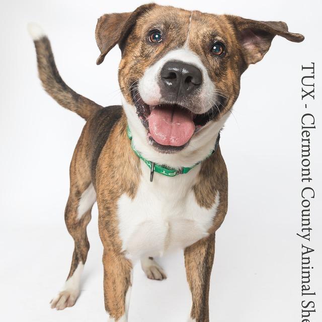 Tux, a Adoptable Pit Bull Terrier in Batavia, OH image 2/6
