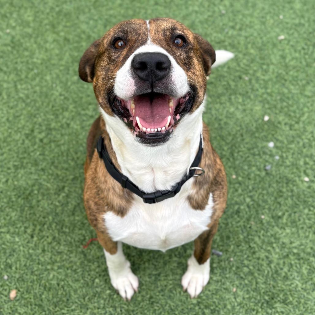 Enlarge Tux, a Adoptable Pit Bull Terrier in Batavia, OH image 3/6