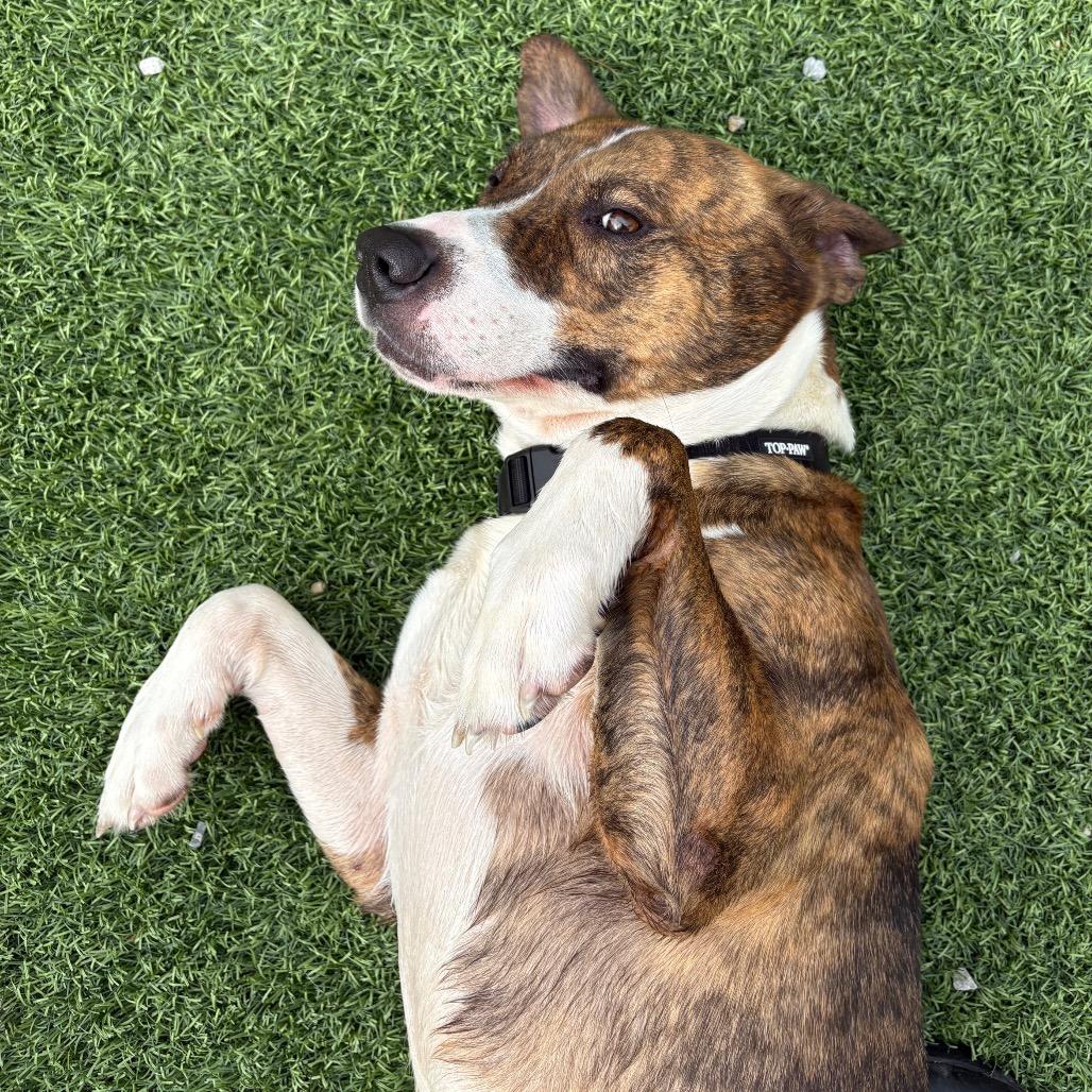 Enlarge Tux, a Adoptable Pit Bull Terrier in Batavia, OH image 4/6