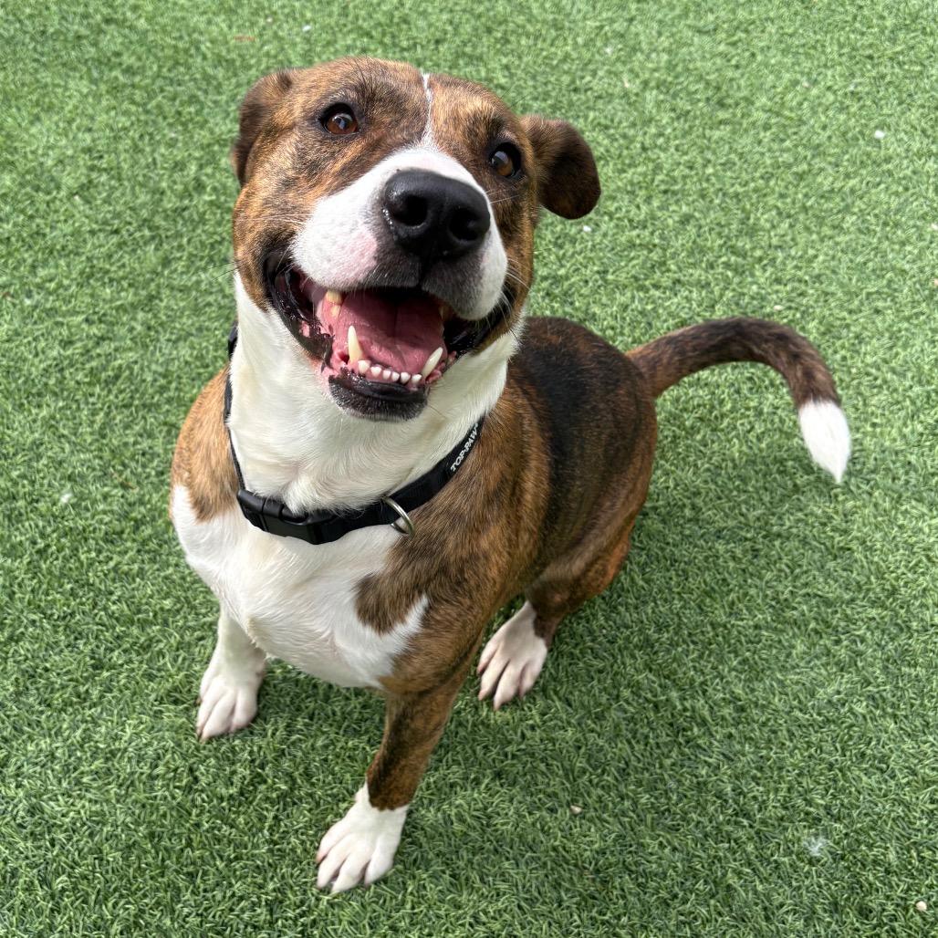Enlarge Tux, a Adoptable Pit Bull Terrier in Batavia, OH image 5/6