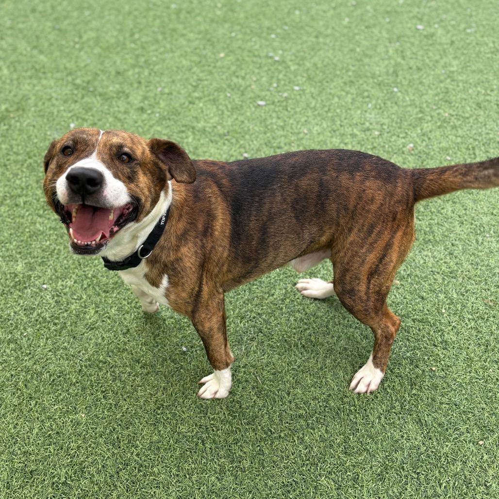 Enlarge Tux, a Adoptable Pit Bull Terrier in Batavia, OH image 6/6