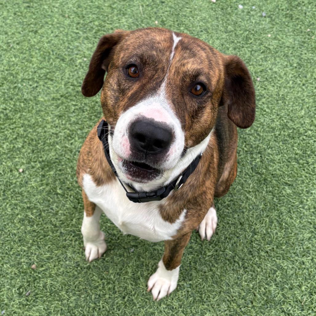 Tux, a Adoptable Pit Bull Terrier in Batavia, OH image 6/6